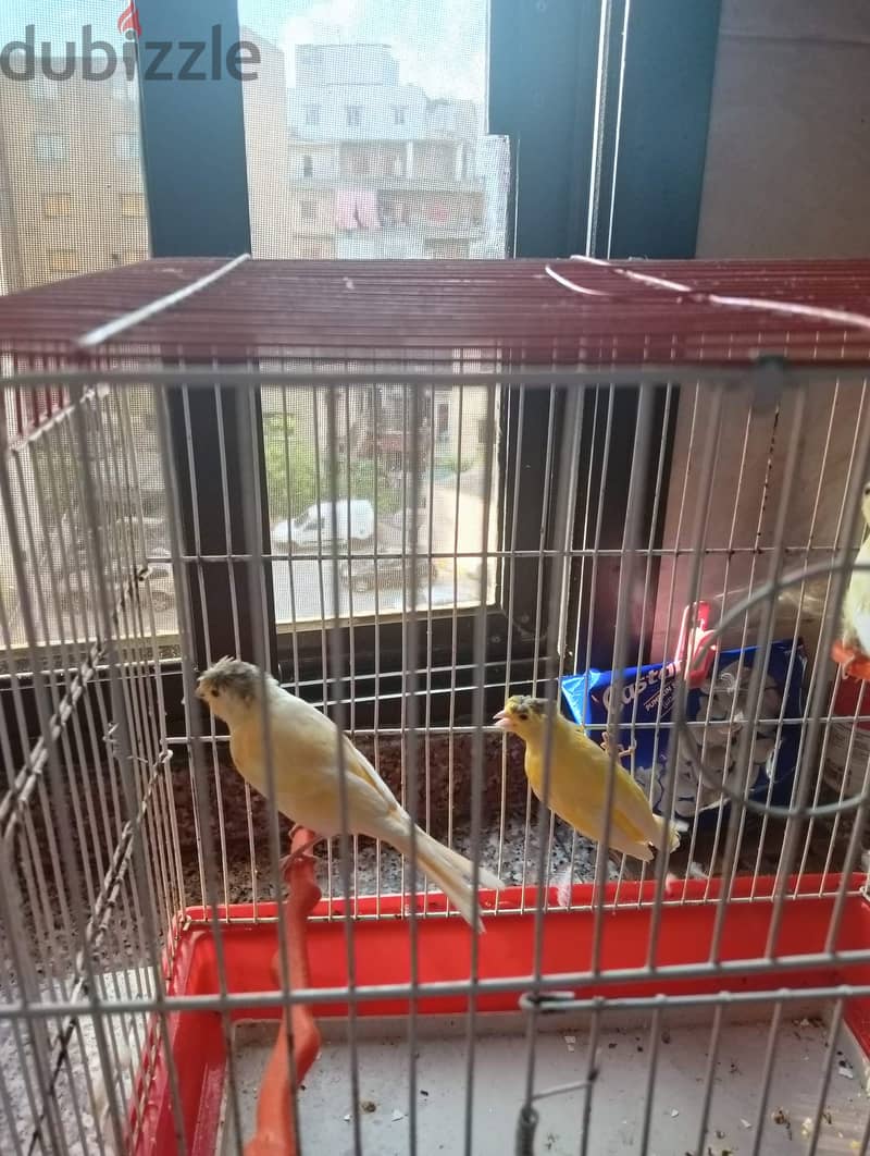 Female canaries for sale - 6 months old 2