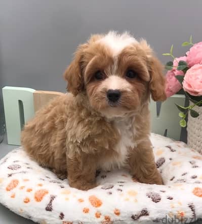 Maltipoo Puppy Pure Breed Available / Delivery / dog كلاب