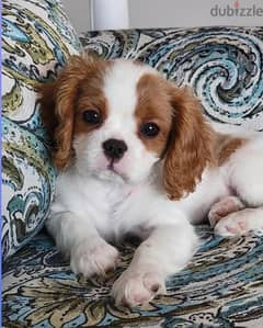 Cavalier King Charles puppy / dog كلب