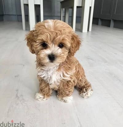 Cutest Maltipoo puppy imported pure breed/ dog / Delivery كلب