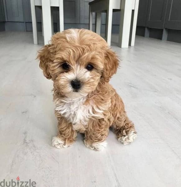 Cutest Maltipoo puppy imported pure breed/ dog / Delivery كلب 0