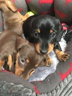 Dachshund Puppies / dog كلاب