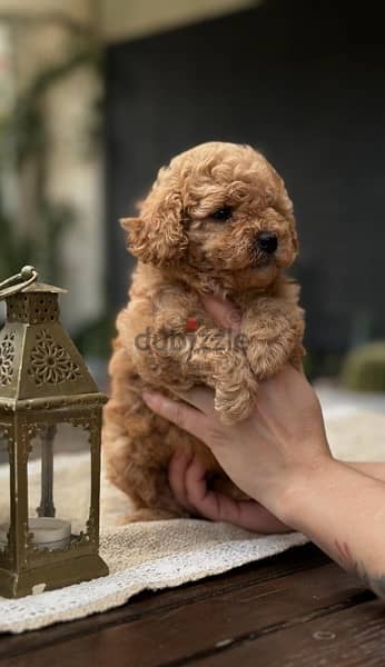 Cutest Toy Poodle puppy Apricot pure STAYS SMALL / dog / كلاب Delivey