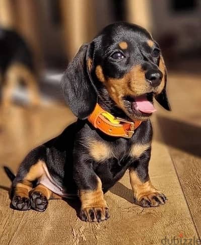 Dachshund