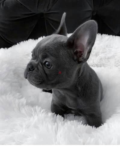 Blue French Bulldog Puppy imported pure breed Dog/جرو كلاب/Delivery