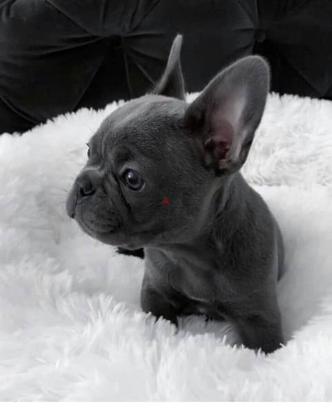 Blue French Bulldog Puppy imported pure breed Dog/جرو كلاب/Delivery 0