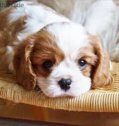 Cavalier King Charles puppies / dog كلب