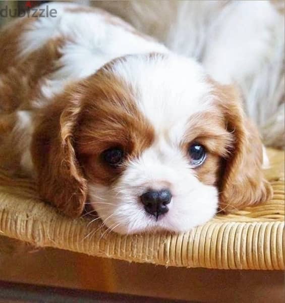 Cavalier King Charles puppies / dog كلب 0