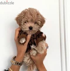 Maltipoo