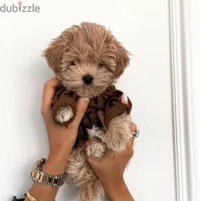 Maltipoo puppy STAYS SMALL imported pure breed Delivery Dog كلاب