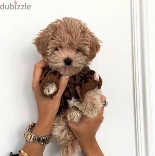 Maltipoo Puppies / dog كلب 0