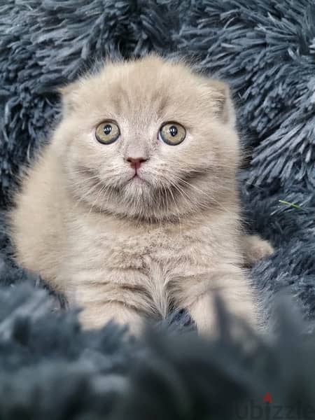 Scottish Fold Lilac Kitten /  قطط 0