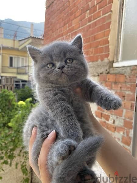 British Shorthair Kitten / Cat قط 0