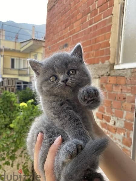 British Shorthair Kitten / Cat قط 1