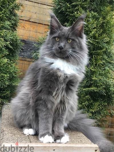 Maine Coon Giant Kitten / cat قطط