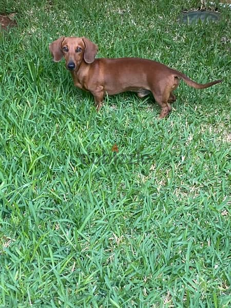 Daschund for mating 1