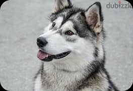 husky pure for adoption