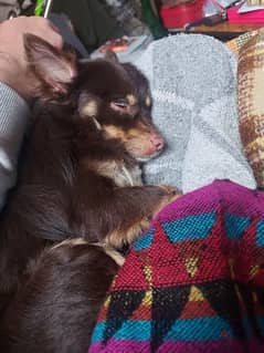 pure chihuahua male rare long hair brown color