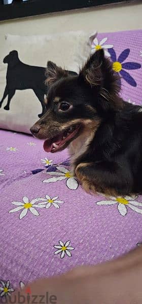 pure chihuahua male rare long hair brown color 1
