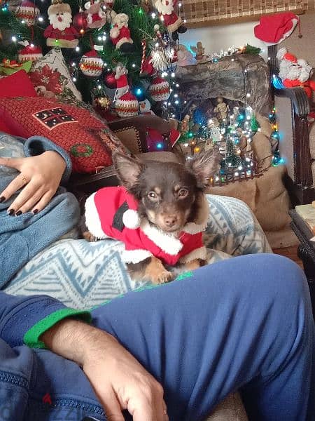 pure chihuahua male rare long hair brown color 2