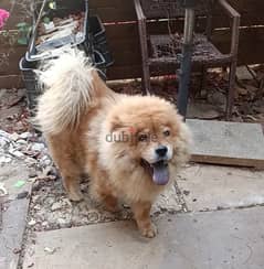 Well-Trained and Vaccinated 9 month Old Chow Chow for Sale 0
