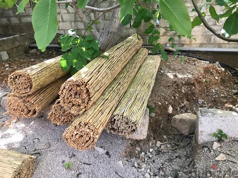 قصب للخيم و للزينة في بيروت)bamboo rolls in beirut 15