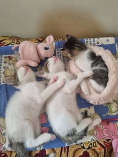 قطط صغيره للتبني  kittens for adoption