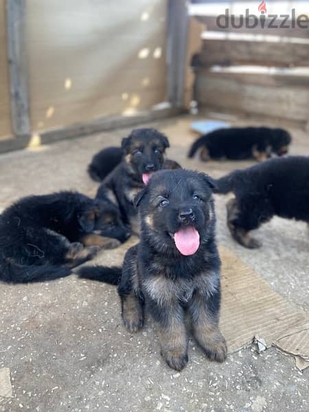 Available German Shepherds for reservation 2