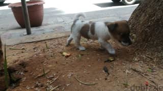 Jack Russell puppy 0