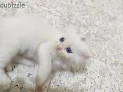 White Scottish blue eyes kittens 0