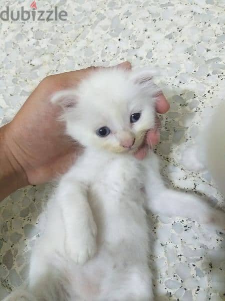 White Scottish blue eyes kittens 1