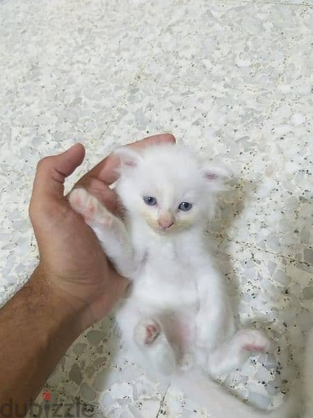 White Scottish blue eyes kittens 2