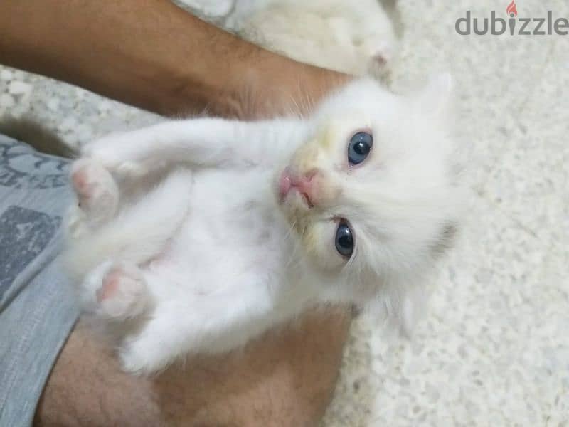White Scottish blue eyes kittens 3