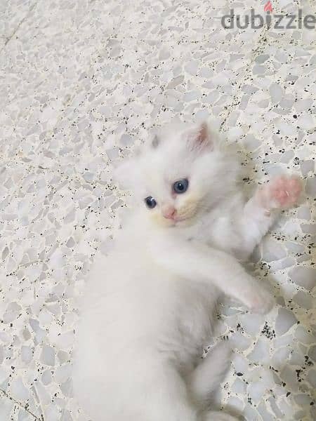White Scottish blue eyes kittens 4