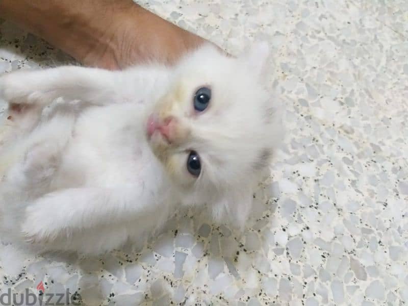 White Scottish blue eyes kittens 5