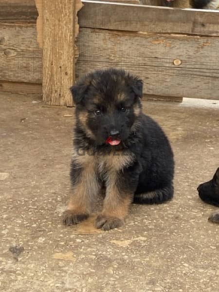 Available German Shepherds for reservation 1