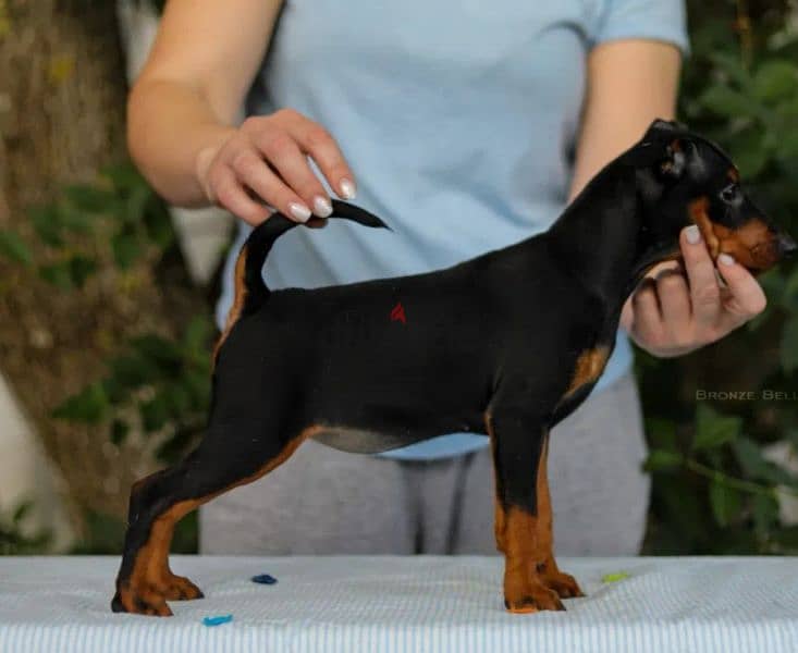 mini pinscher 0