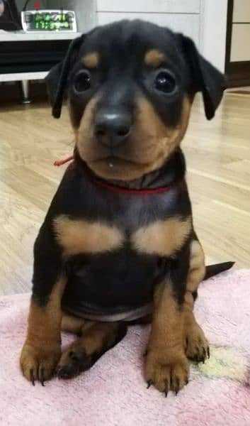 mini pinscher 2