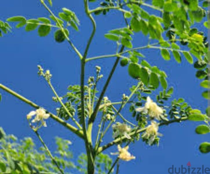 Moringa plants, شتول مورينغا 1