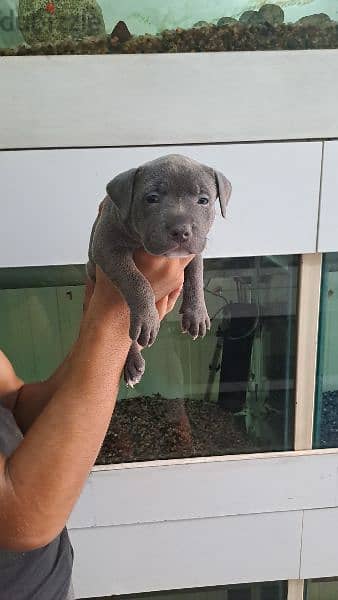 Pitbull Blue Puppy 0