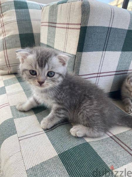 scottish fold kittens for sale 0