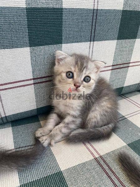 scottish fold kittens for sale 1