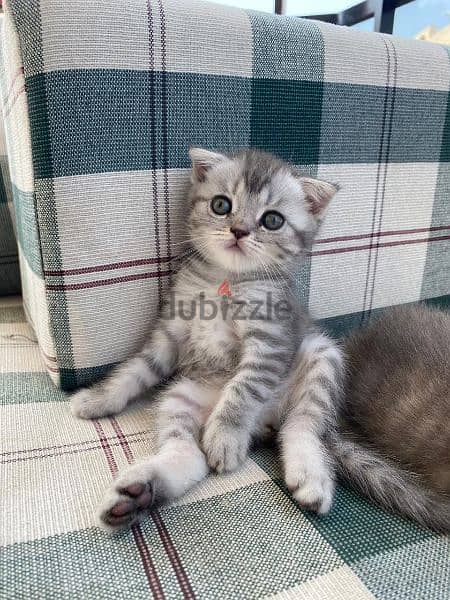scottish fold kittens for sale 4