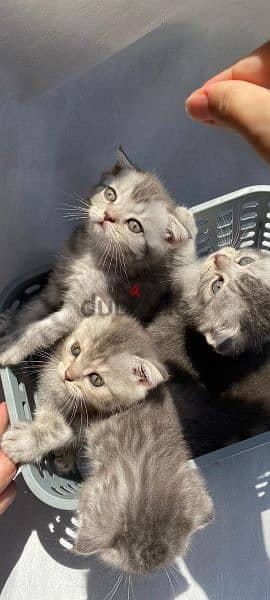 scottish fold kittens for sale 5