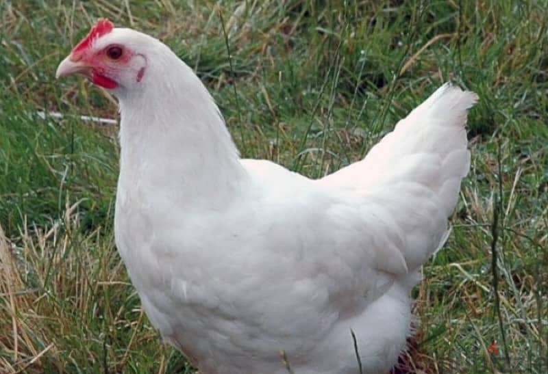 دجاج بياض عمر ٦ اشهر 0