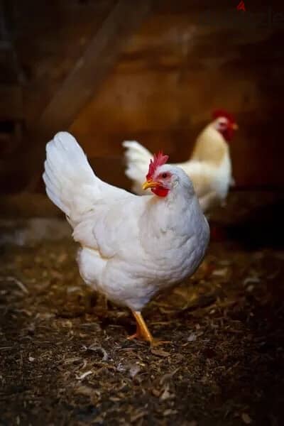 دجاج بياض عمر ٦ اشهر 1
