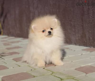 pomeranian