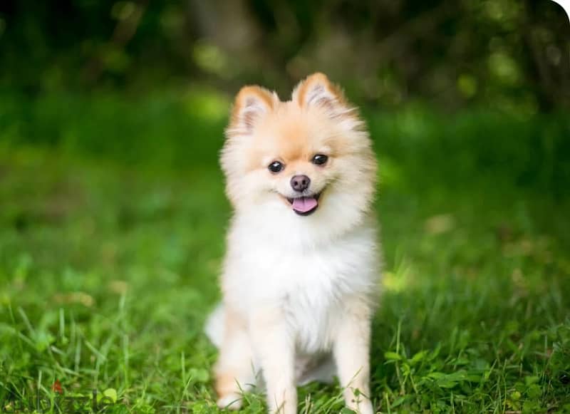 Pomeranian spitz + 2 cage 0