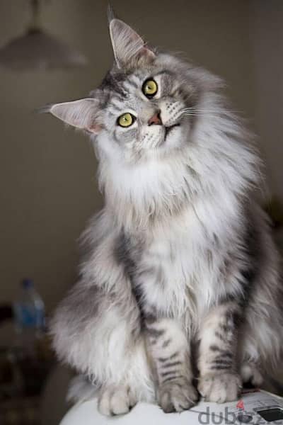 Mainecoon Silver Imported we deliver