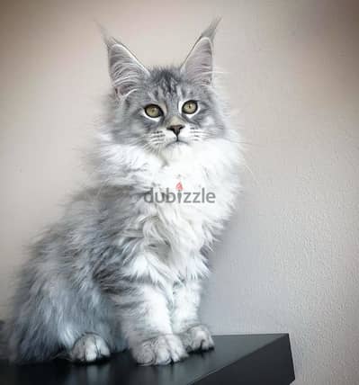 Mainecoon